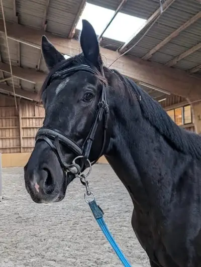 Caballo castrado para deporte de ocio versátil