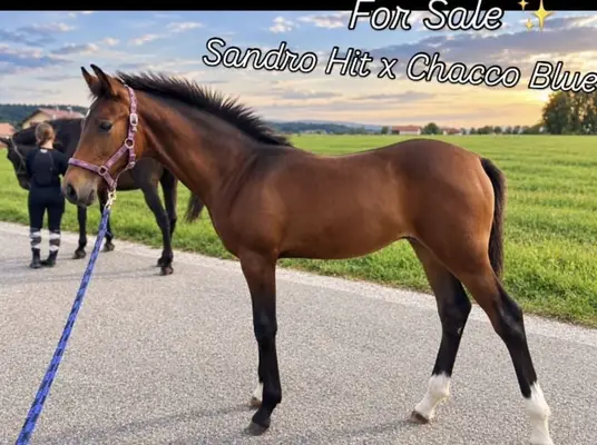Promising filly foal directly from breeder.