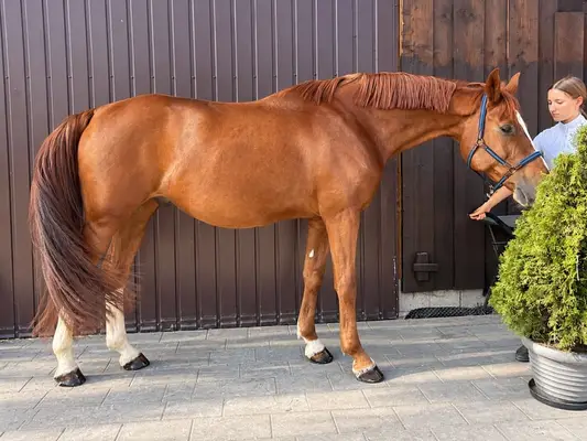 Allrounder für Sport und Freizeit 🤠