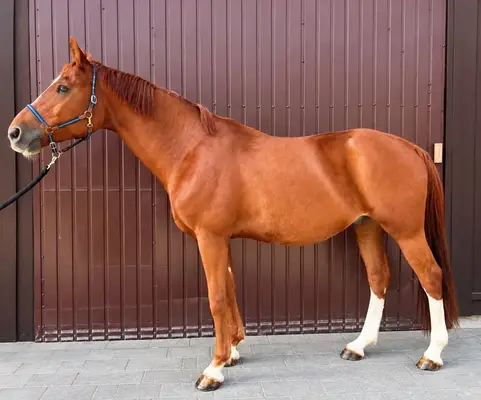Allrounder für Sport und Freizeit 🤠