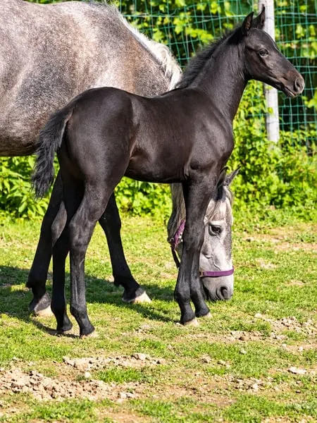 Hengstfohlen mit tolle Charakter.