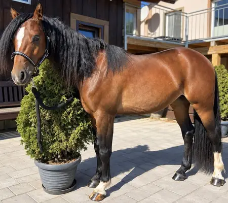 Hermoso poni galés para un futuro increíble.