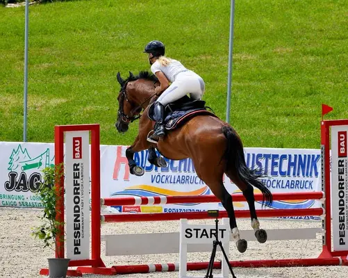 Lehrmeister für Dressur und Springen .
