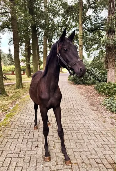 Caballo polivalente para formar