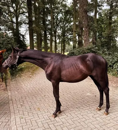 Allrounder zum Ausbilden