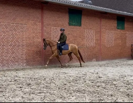Vielseitigkeitsaspirantin für Sport und Zucht