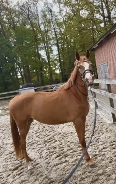 Vielseitigkeitsaspirantin für Sport und Zucht