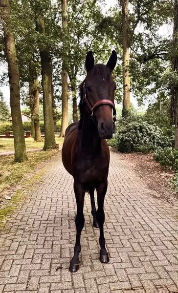 Caballo todoterreno para formar
