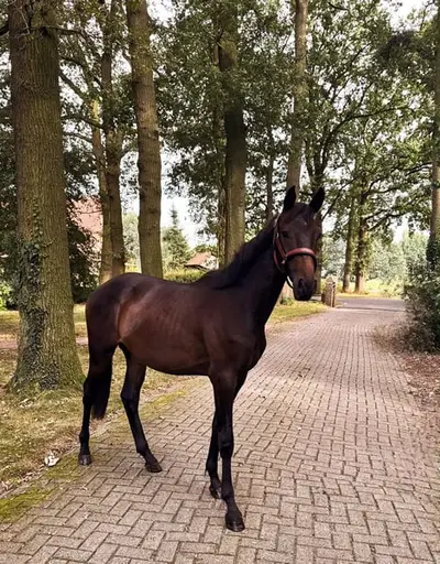 Allrounder zum Ausbilden