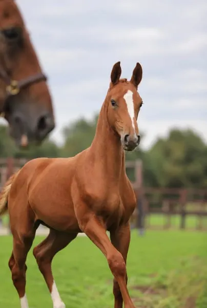 Souverain x Apache x Weltmeyer x Rubinstein I