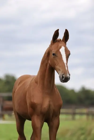 Souverain x Apache x Weltmeyer x Rubinstein I