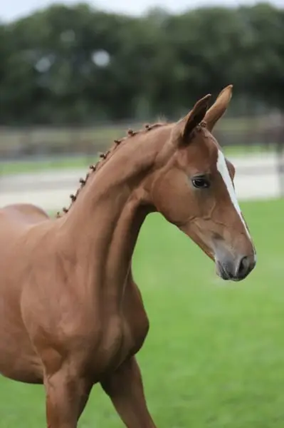 Souverain x Apache x Weltmeyer x Rubinstein I