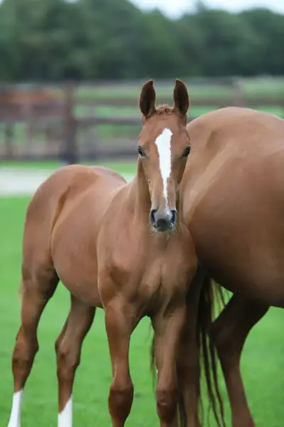 Souverain x Apache x Weltmeyer x Rubinstein I