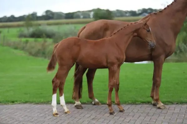 Souverain x Apache x Weltmeyer x Rubinstein I