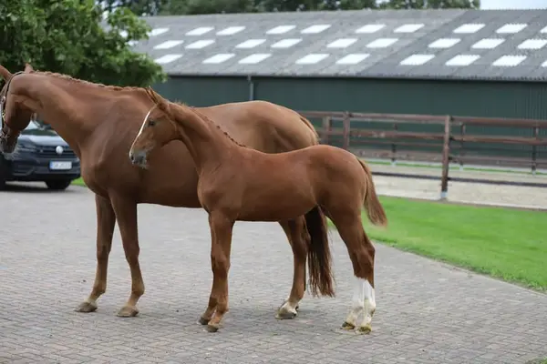 Souverain x Apache x Weltmeyer x Rubinstein I