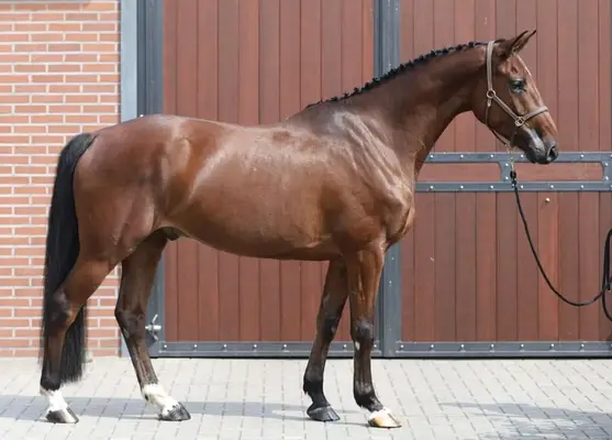 Schöne Holsteiner Stute mit Talent für die Zukunft, Dinken x Colman