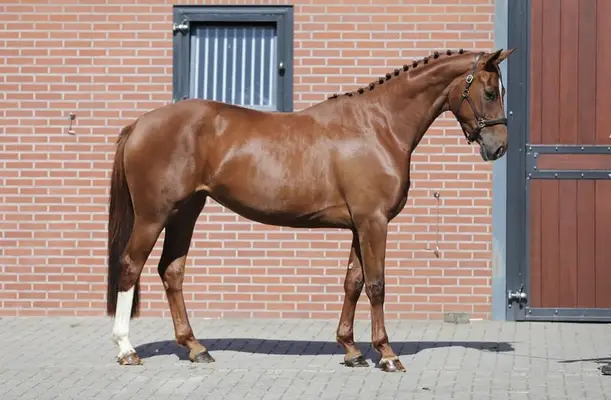 Lujosa yegua de 3 años Vitalos x Wolkentanz x Brentano