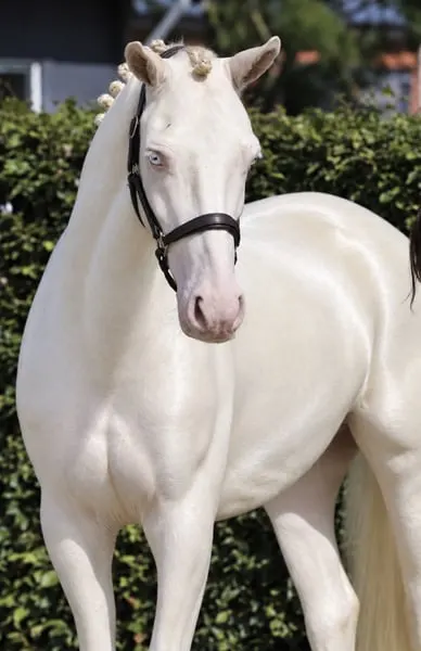 Viersjähriges vielseitiges Connemara Cremello Pony, Stockmaß 155 cm