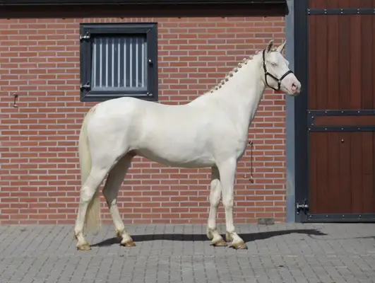 Viersjähriges vielseitiges Connemara Cremello Pony, Stockmaß 155 cm