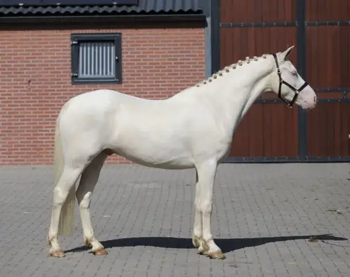 Viersjähriges vielseitiges Connemara Cremello Pony, Stockmaß 155 cm
