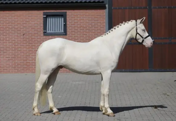 Viersjähriges vielseitiges Connemara Cremello Pony, Stockmaß 155 cm