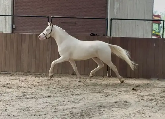 Viersjähriges vielseitiges Connemara Cremello Pony, Stockmaß 155 cm