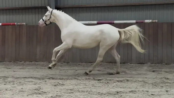 Viersjähriges vielseitiges Connemara Cremello Pony, Stockmaß 155 cm