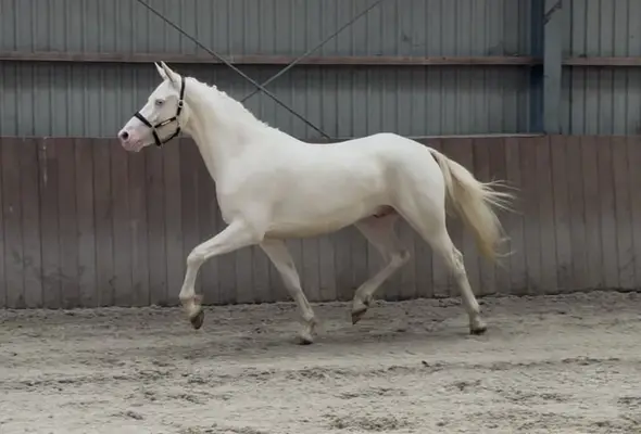 Viersjähriges vielseitiges Connemara Cremello Pony, Stockmaß 155 cm