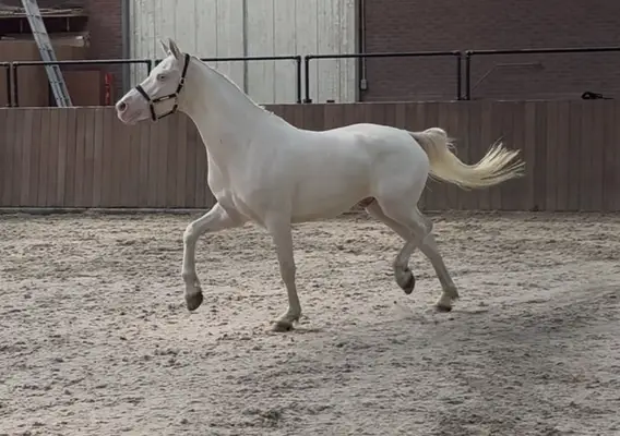 Viersjähriges vielseitiges Connemara Cremello Pony, Stockmaß 155 cm