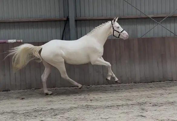 Viersjähriges vielseitiges Connemara Cremello Pony, Stockmaß 155 cm