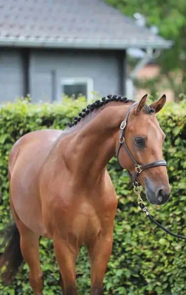 Pony E de 4 años que salta majestuosamente, descendiente de Valensky