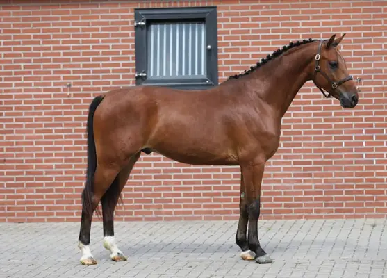 Majestätisch springendes 4-jähriges E-Pony, Nachkomme von Valensky