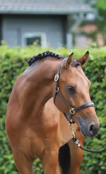 Majestätisch springendes 4-jähriges E-Pony, Nachkomme von Valensky