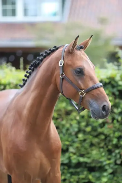 Majestätisch springendes 4-jähriges E-Pony, Nachkomme von Valensky