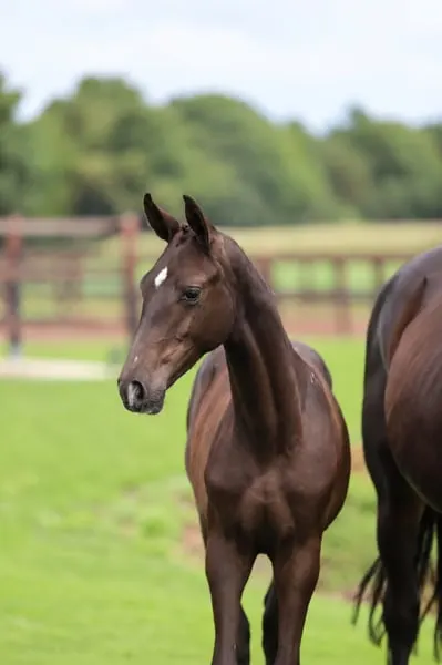 Secret Lover x San Amour I x Havidoff x Purioso