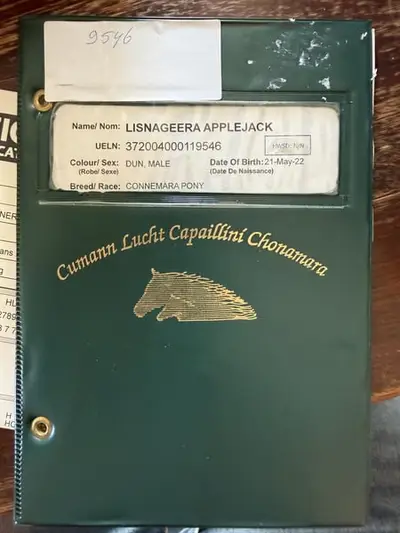 Schöne 4-jährige Connemara-Stute