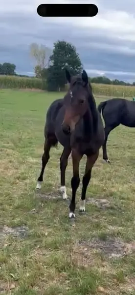 Goldfohlen mit bester Genetik