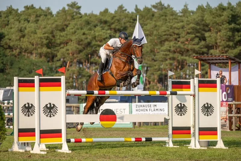 Springpferde Wallach von Stakkato Gold