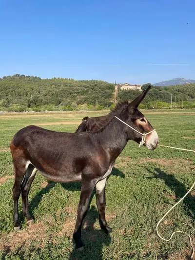 Fenomenal burra catalana