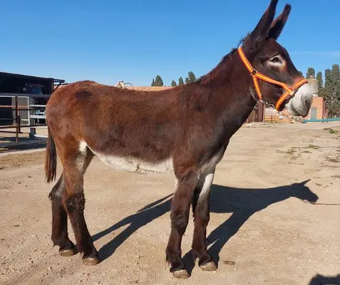 Excelente BURRO – Burro Catalán