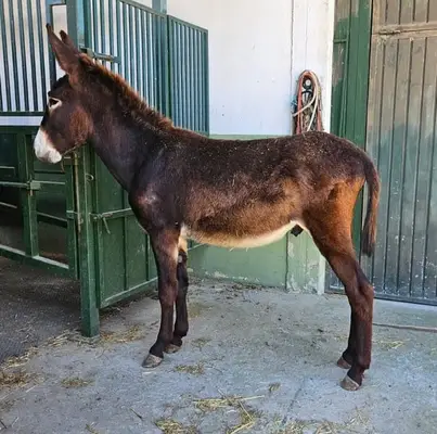 Joven burro catalán – excelente estado