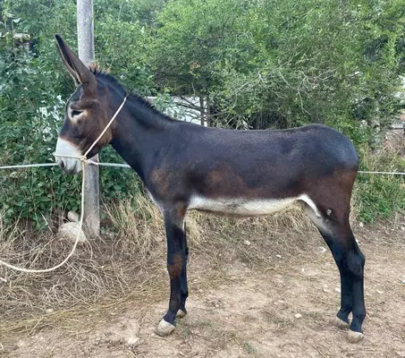 Excelente burro catalán. Yegua.