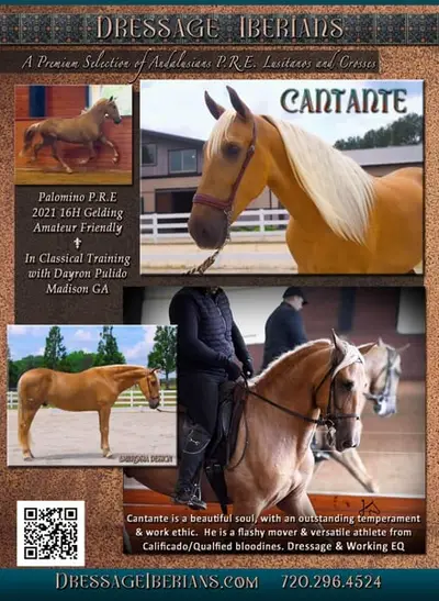 Dinámico y raro PRE palomino de líneas de sangre campeonas