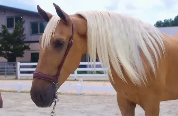 Dynamischer, seltener PRE-Palomino aus Champion-Blutlinien