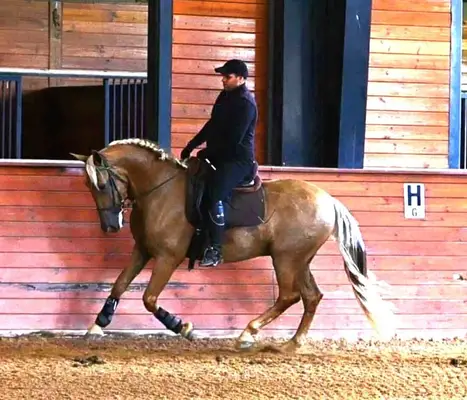 Dynamischer, seltener PRE-Palomino aus Champion-Blutlinien