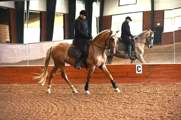 Dynamischer, seltener PRE-Palomino aus Champion-Blutlinien