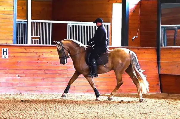 Dynamischer, seltener PRE-Palomino aus Champion-Blutlinien