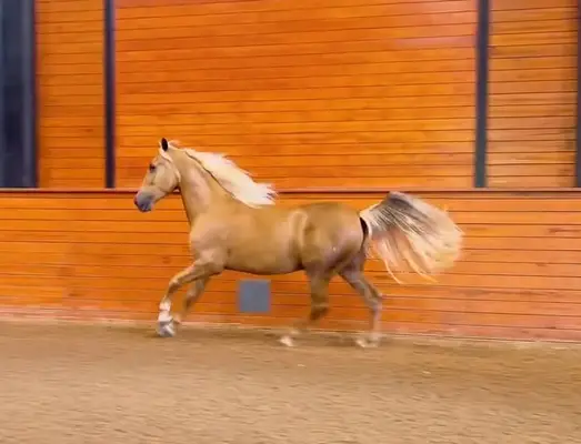 Dynamischer, seltener PRE-Palomino aus Champion-Blutlinien