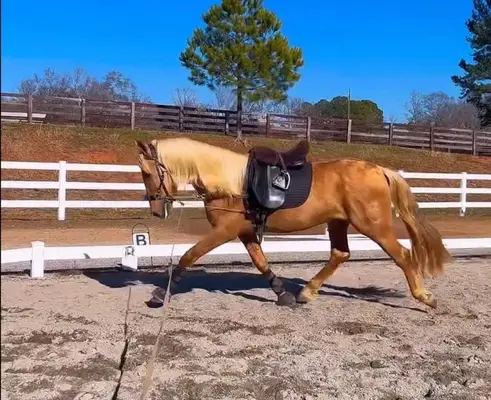 Dynamischer, seltener PRE-Palomino aus Champion-Blutlinien