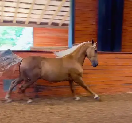Dynamischer, seltener PRE-Palomino aus Champion-Blutlinien
